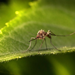 West Nile Virus Testing Results